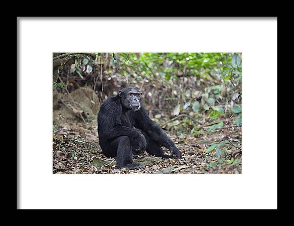 Feb0514 Framed Print featuring the photograph Chimpanzee Male Tanzania #1 by Konrad Wothe