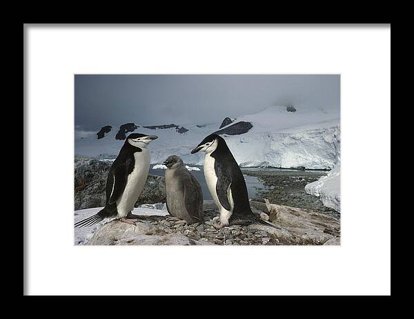 Feb0514 Framed Print featuring the photograph Chinstrap Penguins With Chick Paradise #1 by Tui De Roy