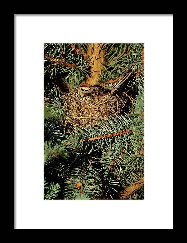 Avian Framed Print featuring the photograph Chipping Sparrow (spizella Passerina #1 by Richard and Susan Day