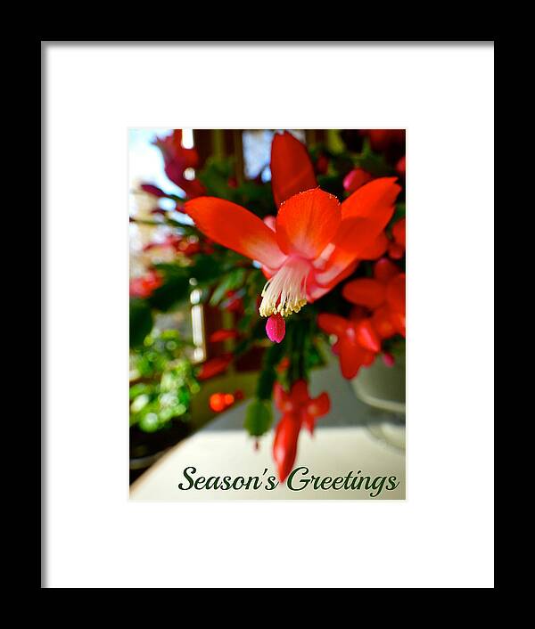Christmas Cactus Framed Print featuring the photograph Christmas Cactus #1 by Jean Wright