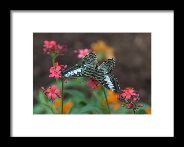 Clipper Framed Print featuring the photograph Clipper Butterfly 6150-052513-1cr by Tam Ryan