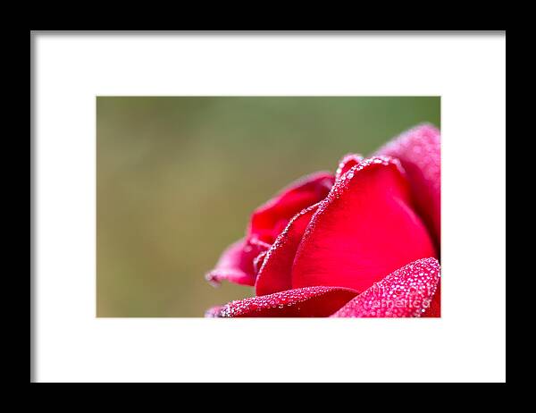 Aqua Framed Print featuring the photograph Close-up Of Red Rose With Water Drops #1 by Tosporn Preede