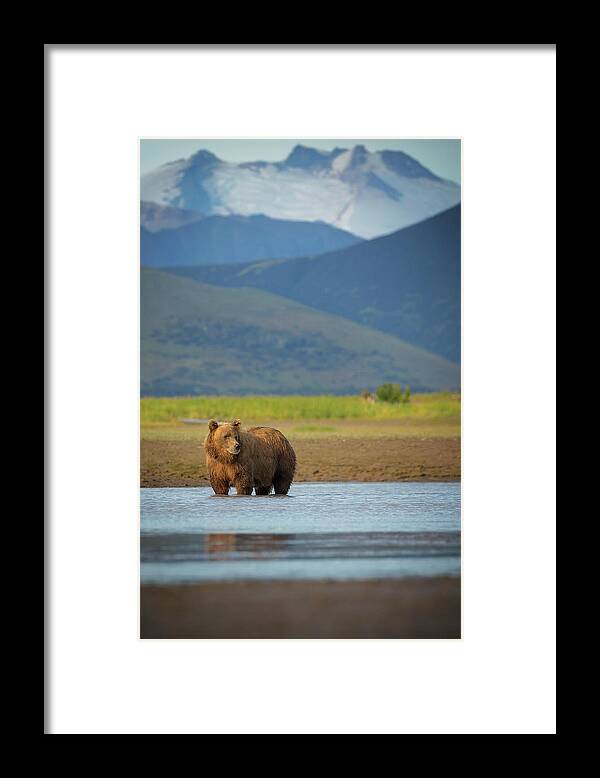 Brown Bear Framed Print featuring the photograph Coastal Brown Bear #1 by Chase Dekker Wild-life Images