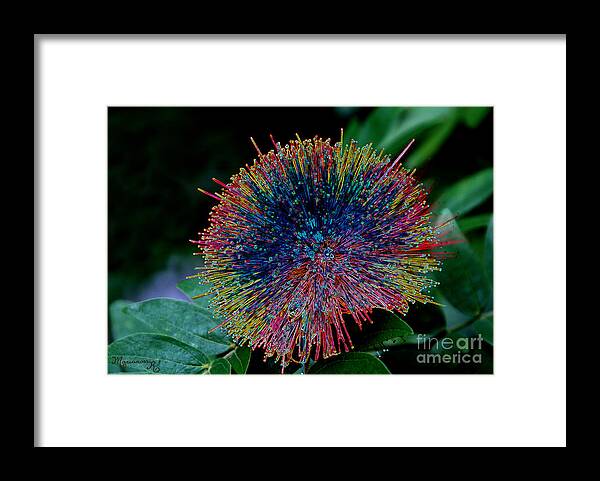 Powder Puff Framed Print featuring the digital art Color Explosion by Mariarosa Rockefeller