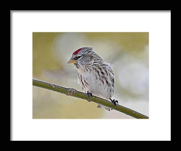 Bird Framed Print featuring the photograph Common Redpoll #1 by Rodney Campbell