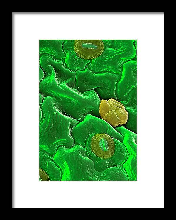 Common Sorrel Framed Print featuring the photograph Common Sorrel Leaf #1 by Stefan Diller/science Photo Library