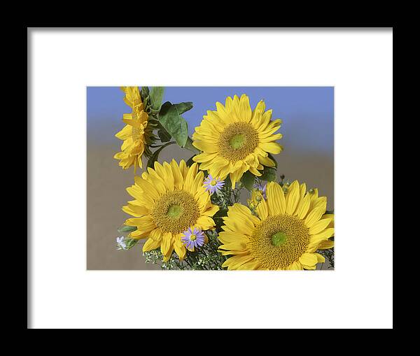 Feb0514 Framed Print featuring the photograph Common Sunflower And Asters #1 by Tim Fitzharris