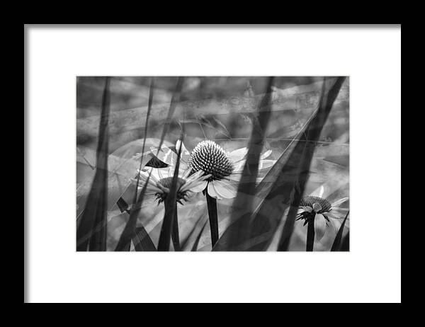 Cone Flower Framed Print featuring the photograph Cone Flower Black and White #1 by Lesa Fine