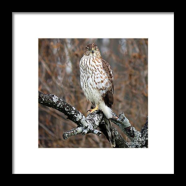 Cooper's Hawk Framed Print featuring the photograph Coopers Hawk 0745 #2 by Jack Schultz