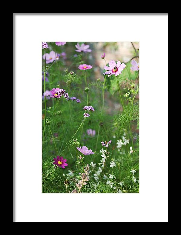 Verbena Bonariensis Framed Print featuring the photograph Cosmos And Verbena Flowers #1 by Gustoimages/science Photo Library