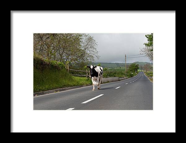 Agriculture Framed Print featuring the photograph Cow walks along country road #1 by Joseph Amaral