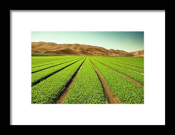 Environmental Conservation Framed Print featuring the photograph Crops Grow On Fertile Farm Land #1 by Pgiam