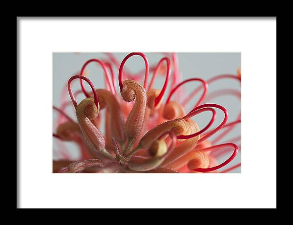 Grevillea Framed Print featuring the photograph Curves #2 by Shirley Mitchell