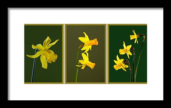 Daffodil Triptych Framed Print featuring the photograph Daffodil Triptych #1 by Pete Hemington