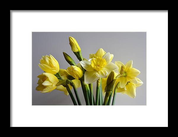Daffodils Framed Print featuring the photograph Daffodils #1 by Bishopston Fine Art