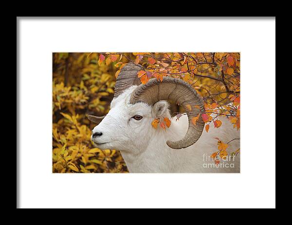 00440933 Framed Print featuring the photograph Dalls Sheep Ram in Denali by Yva Momatiuk and John Eastcott