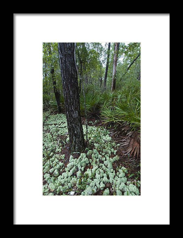 Nature Framed Print featuring the photograph Deer Lichen #1 by William H. Mullins