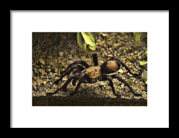 Nature Framed Print featuring the photograph Desert Tarantula #1 by Mark Newman