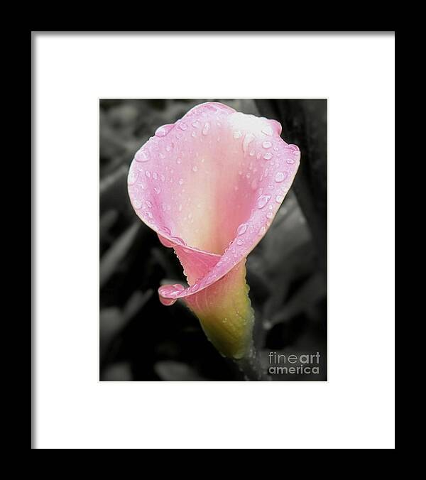 dew Kissed Framed Print featuring the photograph Dew Kissed Calla Lily #1 by Sharon Woerner