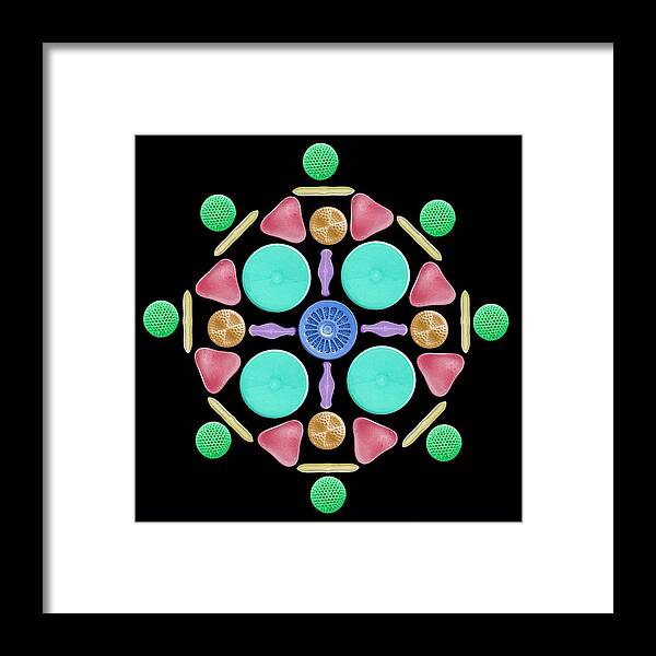 Alga Framed Print featuring the photograph Diatoms And Radiolaria #1 by Steve Gschmeissner