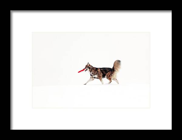 Dog Framed Print featuring the photograph Dog in the snow #2 by Grant Glendinning
