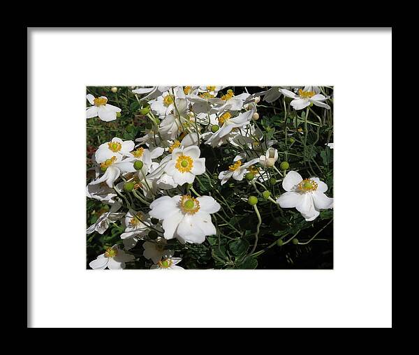 Flowers Framed Print featuring the photograph Dogwood #1 by Vijay Sharon Govender