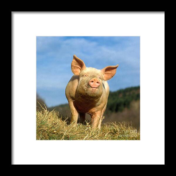 Pig Framed Print featuring the photograph Domestic Pig #1 by Hans Reinhard 