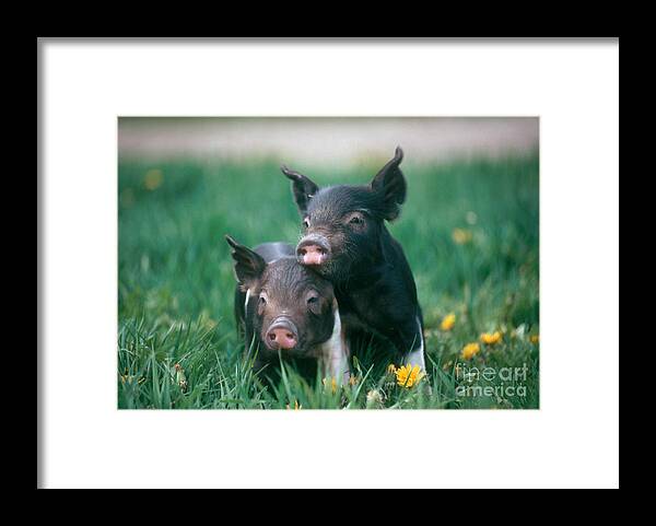 #faatoppicks Framed Print featuring the photograph Domestic Piglets #1 by Alan Carey