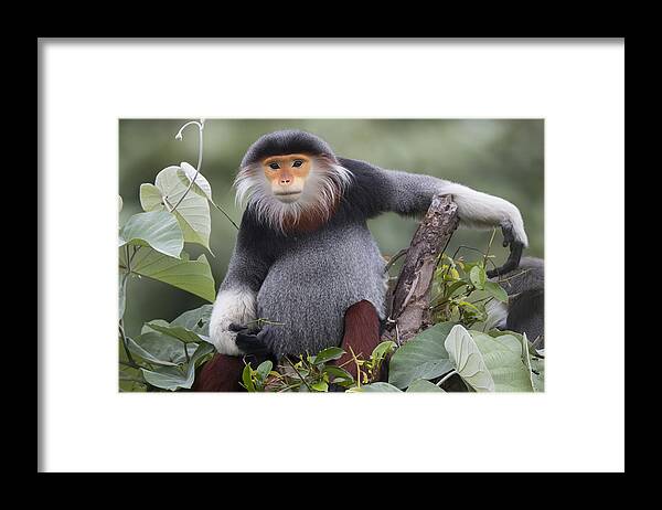 Cyril Ruoso Framed Print featuring the photograph Douc Langur Male Vietnam by Cyril Ruoso