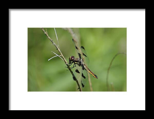 Dragon Fly Framed Print featuring the photograph Dragon by David Armstrong