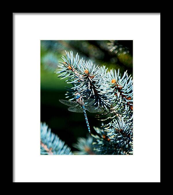 Becky Furgason Framed Print featuring the photograph #dragonfly #1 by Becky Furgason