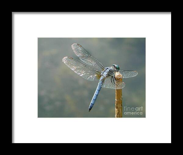 Blue Framed Print featuring the photograph Dragonfly on Stick by Gallery Of Hope 