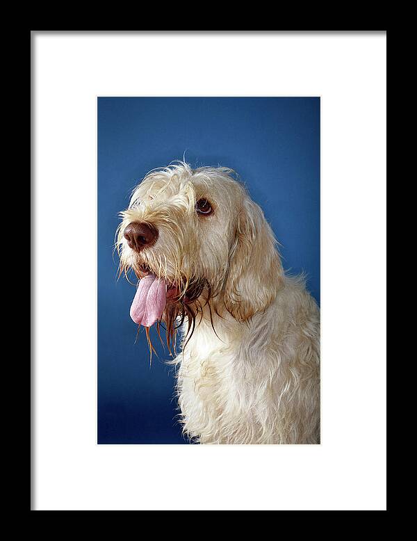 Dog Framed Print featuring the photograph Drooling Dog #1 by Mauro Fermariello/science Photo Library
