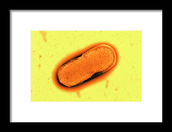 E. Coli Framed Print featuring the photograph E. Coli O55 Bacterium #1 by Centre For Infections/public Health England