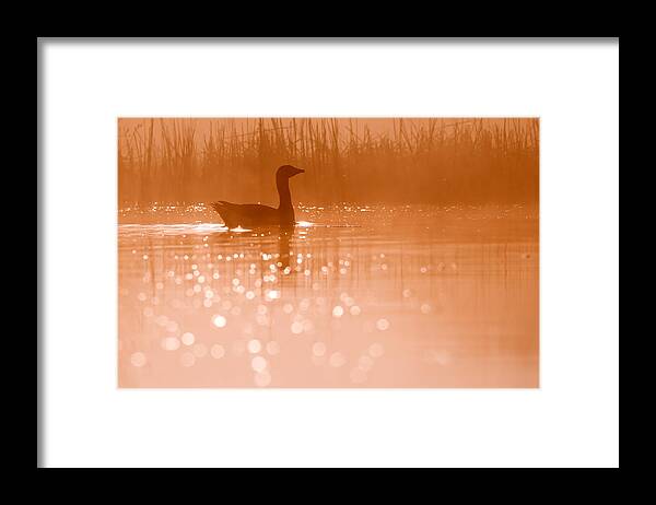 Greylag Goose (anser Anser) At A Very Early Framed Print featuring the photograph Early Morning Magic #1 by Roeselien Raimond