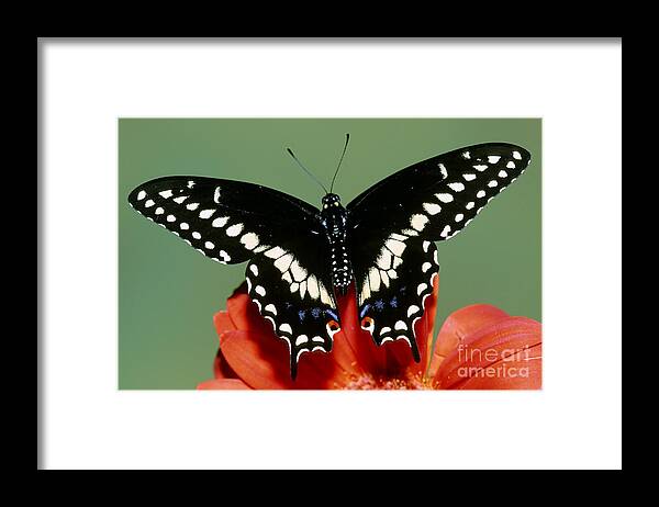 Fauna Framed Print featuring the photograph Eastern Black Swallowtail Butterfly #1 by Millard H. Sharp
