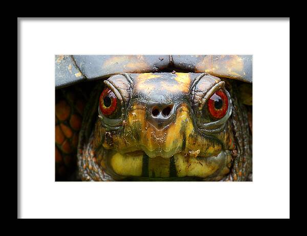 Eastern Box Turtle Framed Print featuring the photograph Eastern Box Turtle 2 by Michael Eingle