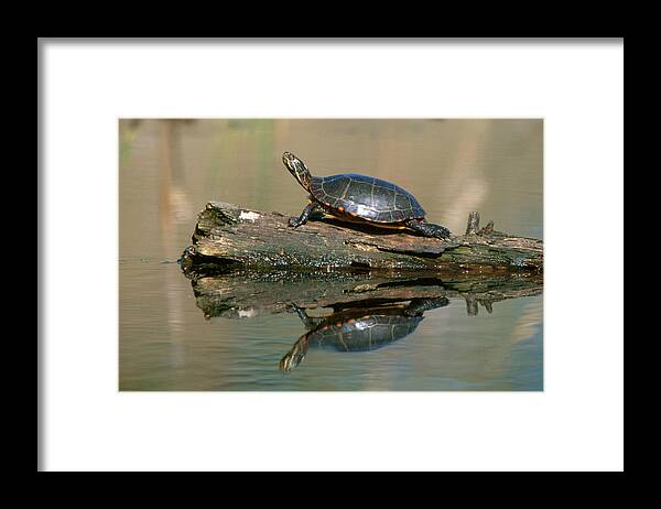 Eastern Painted Turtle Framed Print featuring the photograph Eastern Painted Turtle #1 by Paul J. Fusco