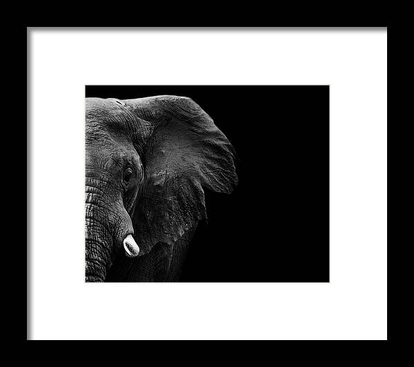 Elephant Framed Print featuring the photograph Elephant #1 by Wildphotoart