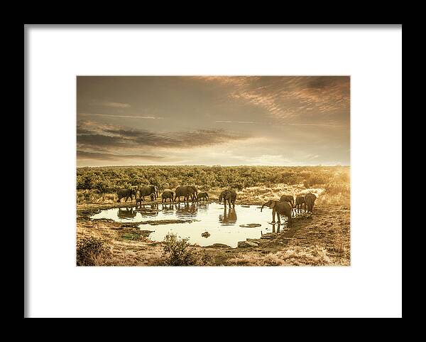 Animal Themes Framed Print featuring the photograph Elephants Drinking At A Pond #1 by Buena Vista Images