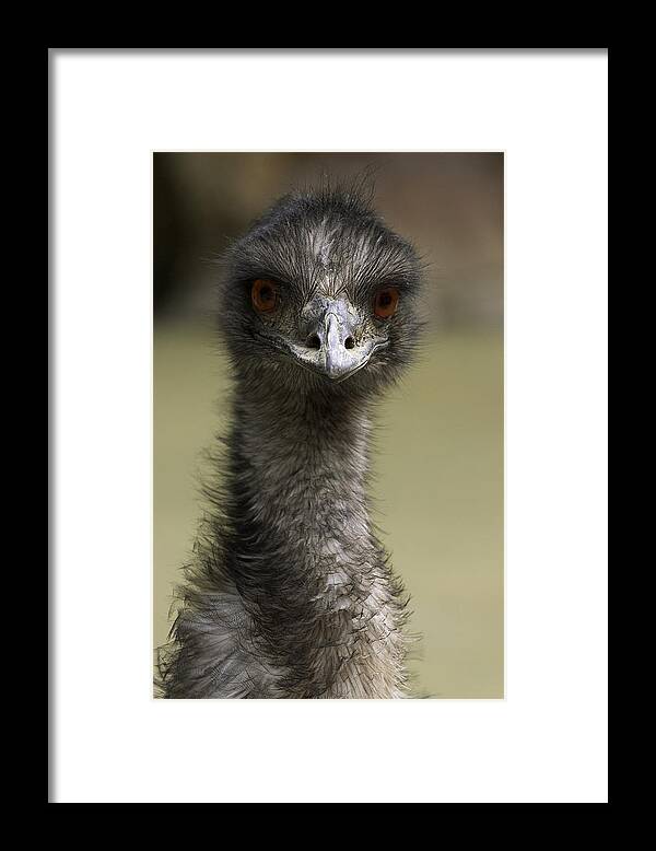 Feb0514 Framed Print featuring the photograph Emu Portrait #1 by San Diego Zoo