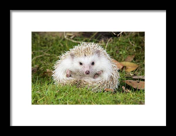 European Hedgehog Framed Print featuring the photograph European Hedgehog #1 by John Daniels