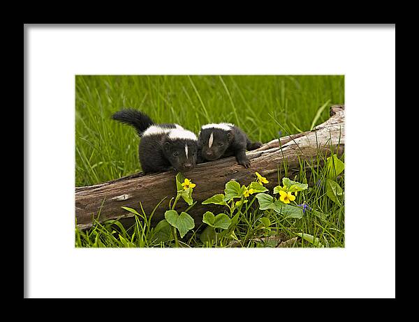 Animal Framed Print featuring the photograph Explorers #1 by Jack Milchanowski