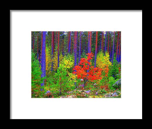 Colorful Framed Print featuring the photograph Fall colors #1 by Pauli Hyvonen