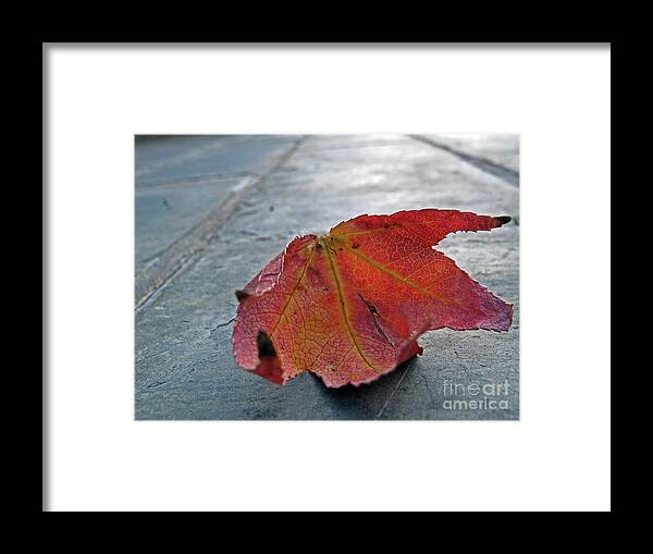 Red Leaf Framed Print featuring the photograph Fall Leaf by Kelly Holm