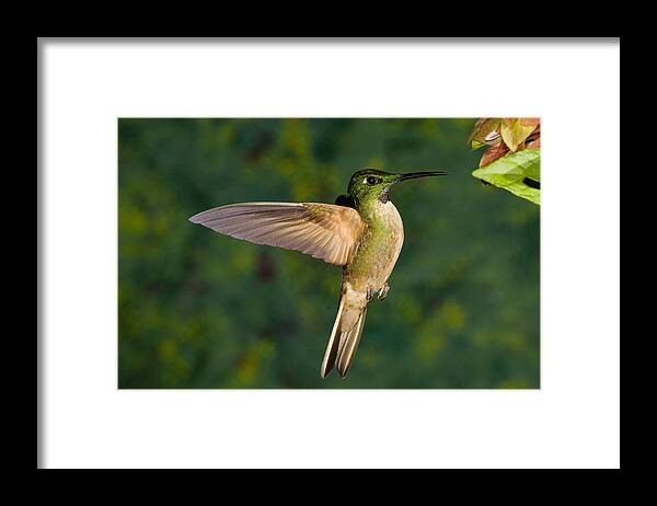 Feb0514 Framed Print featuring the photograph Fawn-breasted Brilliant Hummingbird #1 by Tom Vezo