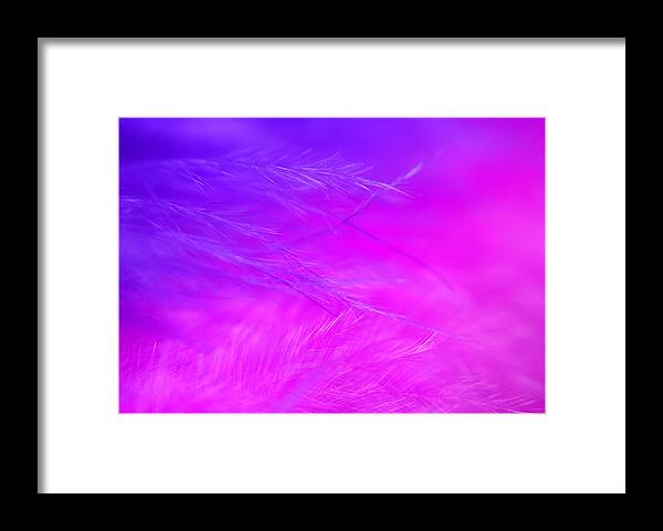 Photograph Framed Print featuring the photograph Feathers #1 by Larah McElroy