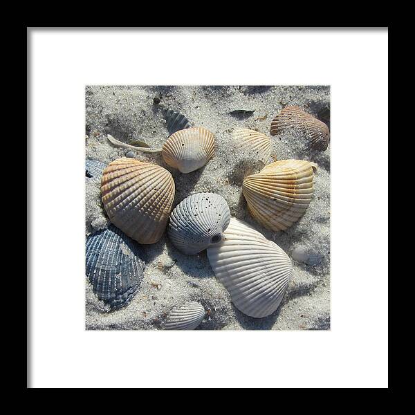 Shells Framed Print featuring the photograph Fernandina Shells by Cathy Lindsey
