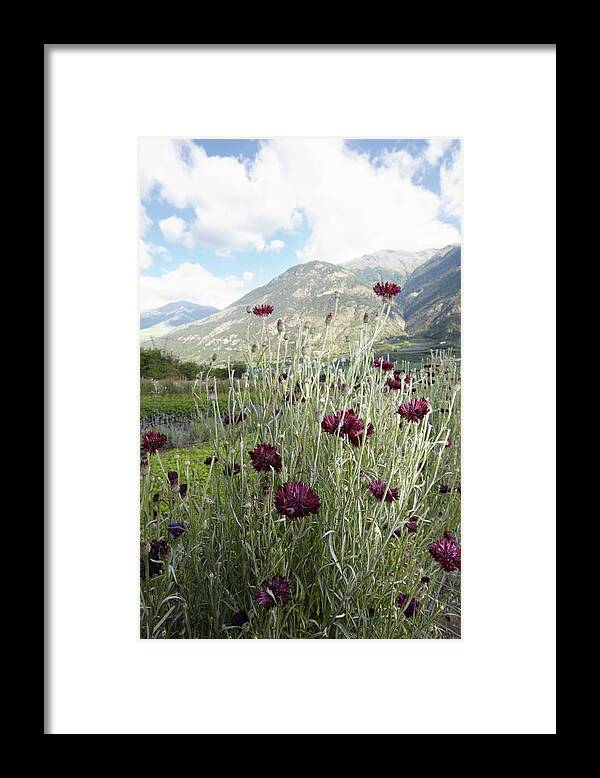 Tranquility Framed Print featuring the photograph Field Of Flowers In Rural Landscape #1 by Stefano Gilera