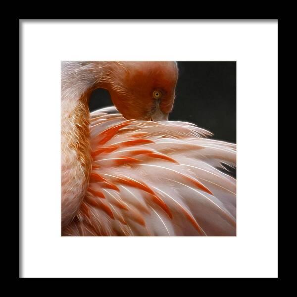 Fine Art Framed Print featuring the photograph Flamingo #2 by Steve McKinzie